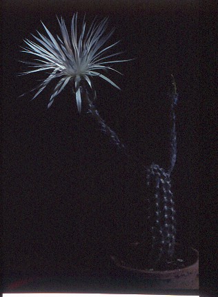 setiechinopsis-mirabilis-6