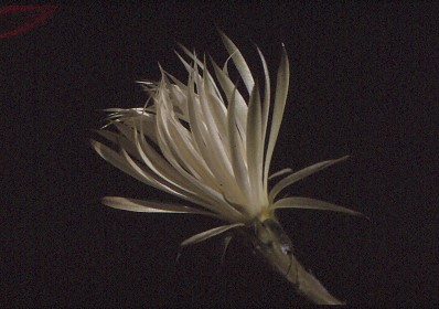 setiechinopsis-mirabilis-7