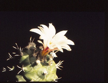 turbinicarpus-lophophoroides-1 (1)