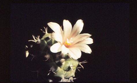 turbinicarpus-lophophoroides-2