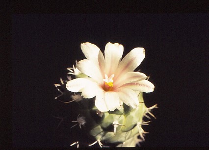 turbinicarpus-lophophoroides-3