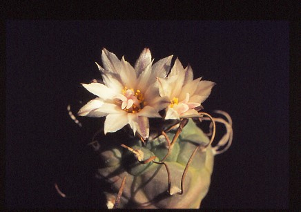turbinicarpus-polaskii-1