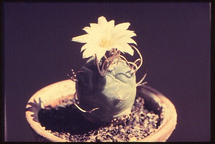 turbinicarpus-polaskii-2
