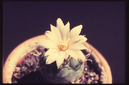 turbinicarpus-polaskii-3