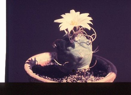 turbinicarpus-polaskii-6