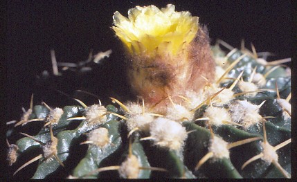 wigginsia-sessiliflora-1