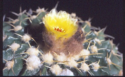 wigginsia-sessiliflora-2