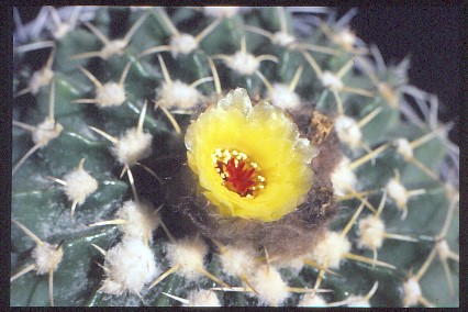 wigginsia-sessiliflora-3