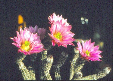 wilcoxia-poselgeri-1
