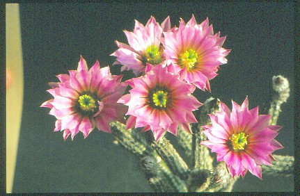 wilcoxia-poselgeri-2