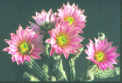 wilcoxia-poselgeri-3