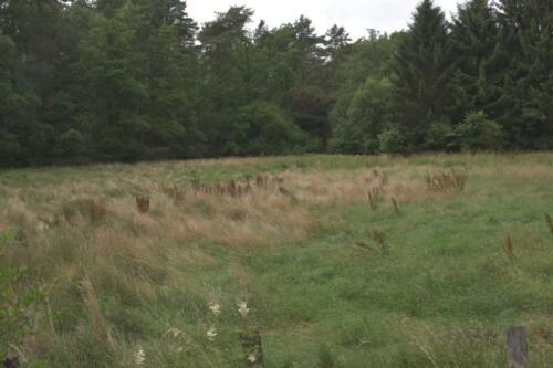 Lüneburger Heide