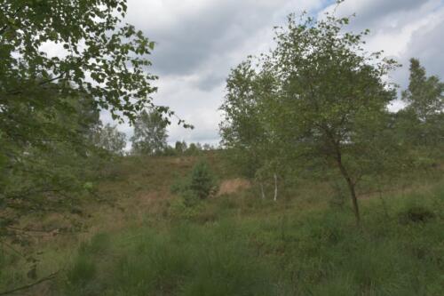 Lüneburger Heide