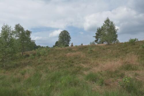 Lüneburger Heide