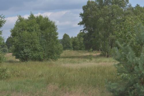Lüneburger Heide