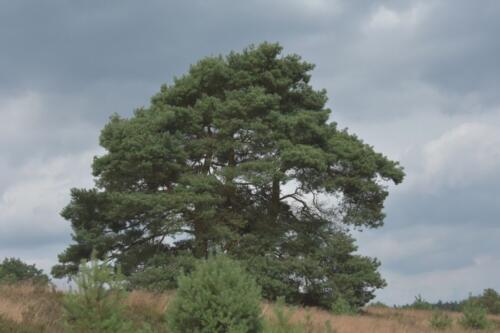 Lüneburger Heide