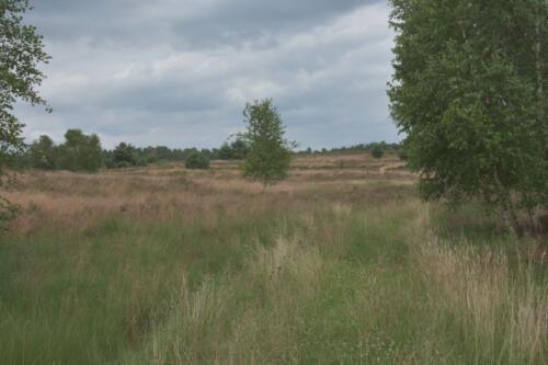 Lüneburger Heide