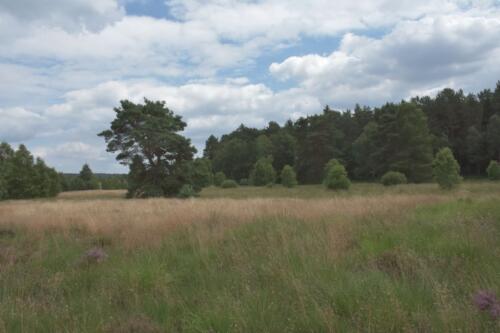 Lüneburger Heide