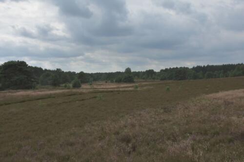 Lüneburger Heide