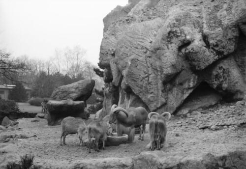 Hamburg Stellingen (Tierpark Hagenbeck)