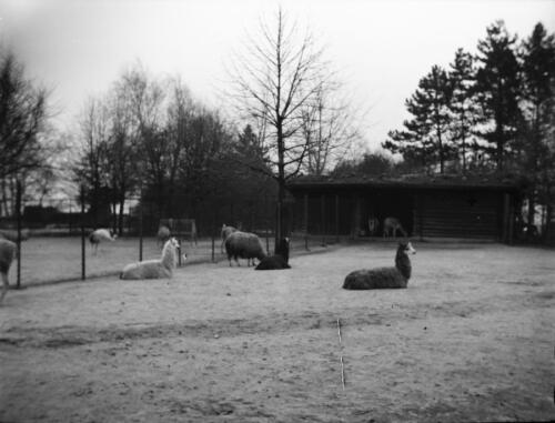 Hamburg Stellingen (Tierpark Hagenbeck)