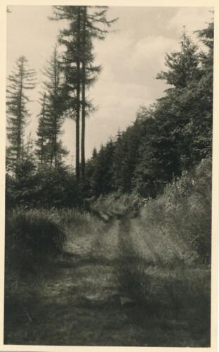 Südpfalz