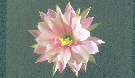 IMG 20220416 0004