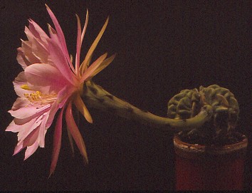 IMG 20220416 0006
