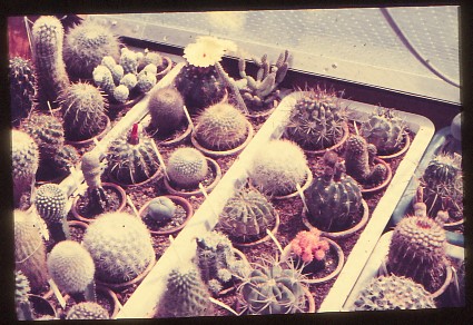 Saemling-1
