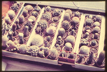 Saemling-2