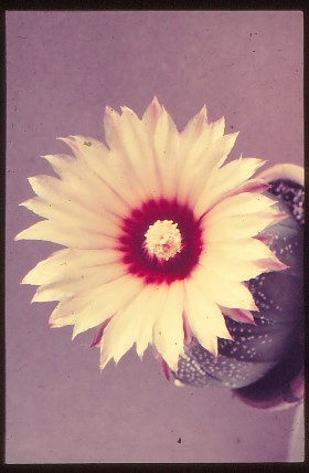 astrophytum-asterias-1