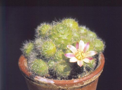 aylostera-albiflora-6