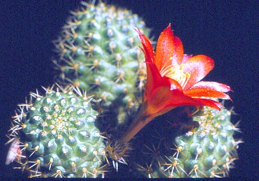 aylostera-deminuta-4