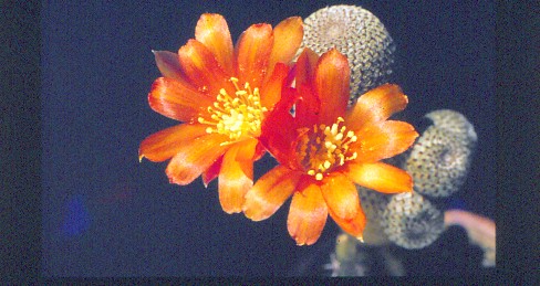 aylostera-heliosa-1