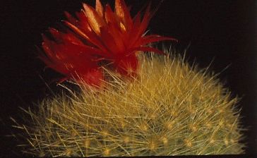 brasilicactus-haselbergii-8