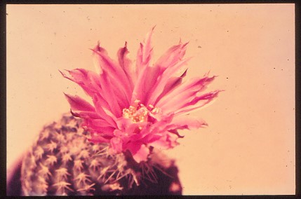 echinocereus-pulchellus-1