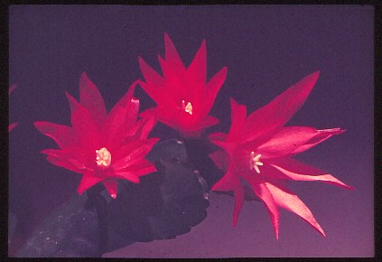 epiphyllous-gaertneri-1