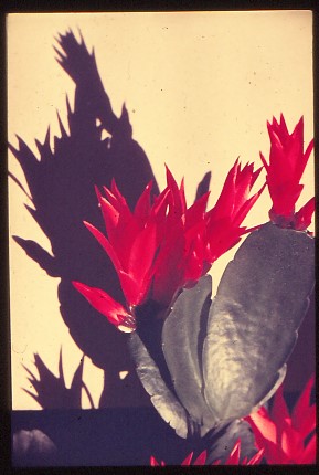 epiphyllous-gaertneri-2