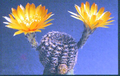 lobivia-arachnacantha-4