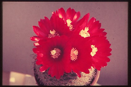 parodia-sanguiniflora-1