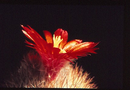 parodia-sanguiniflora-2