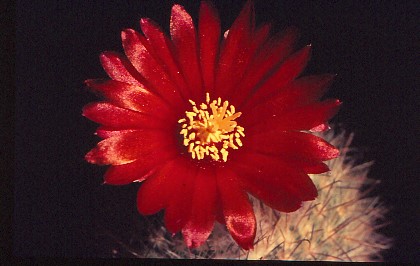 parodia-sanguiniflora-3