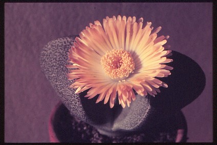 pleiospilos-bolusii-1