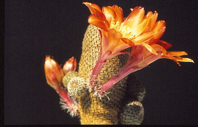 rebutia-heliosa-1