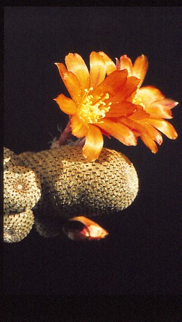 rebutia-heliosa-2