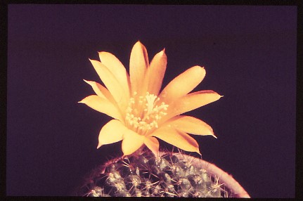 rebutia-marsoneri-1