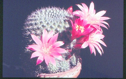 rebutia-violaciflora-1