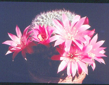 rebutia-violaciflora-2
