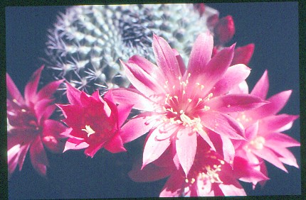 rebutia-violaciflora-3