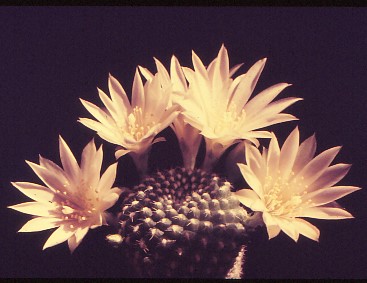 rebutia-zweibrueckener-hybrid-3